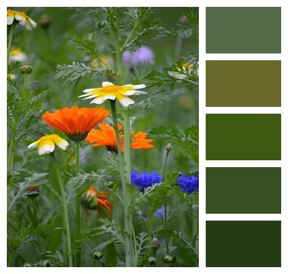 Blooming Meadow Marigold Cornflowers Image